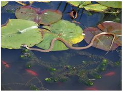 Ringelnatter beim Sonnenbaden