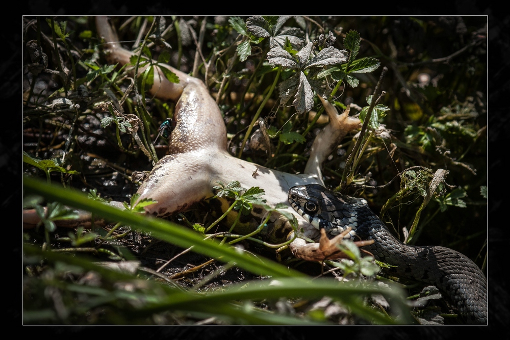 Ringelnatter beißt Frosch, Frosch beißt ins Gras I