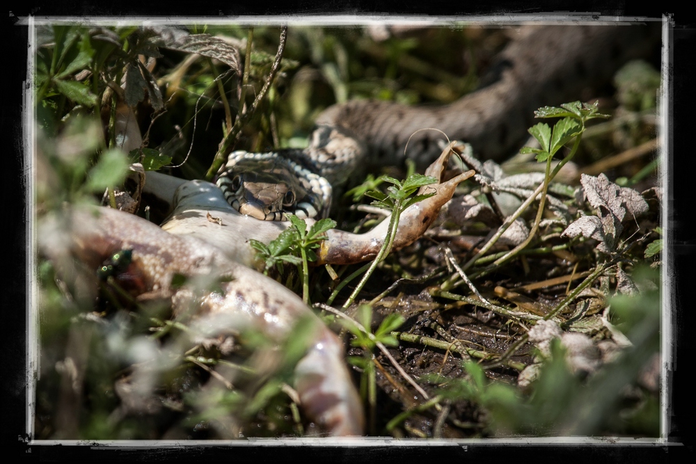 Ringelnatter beißt Frosch, Frosch beißt ins Gras II