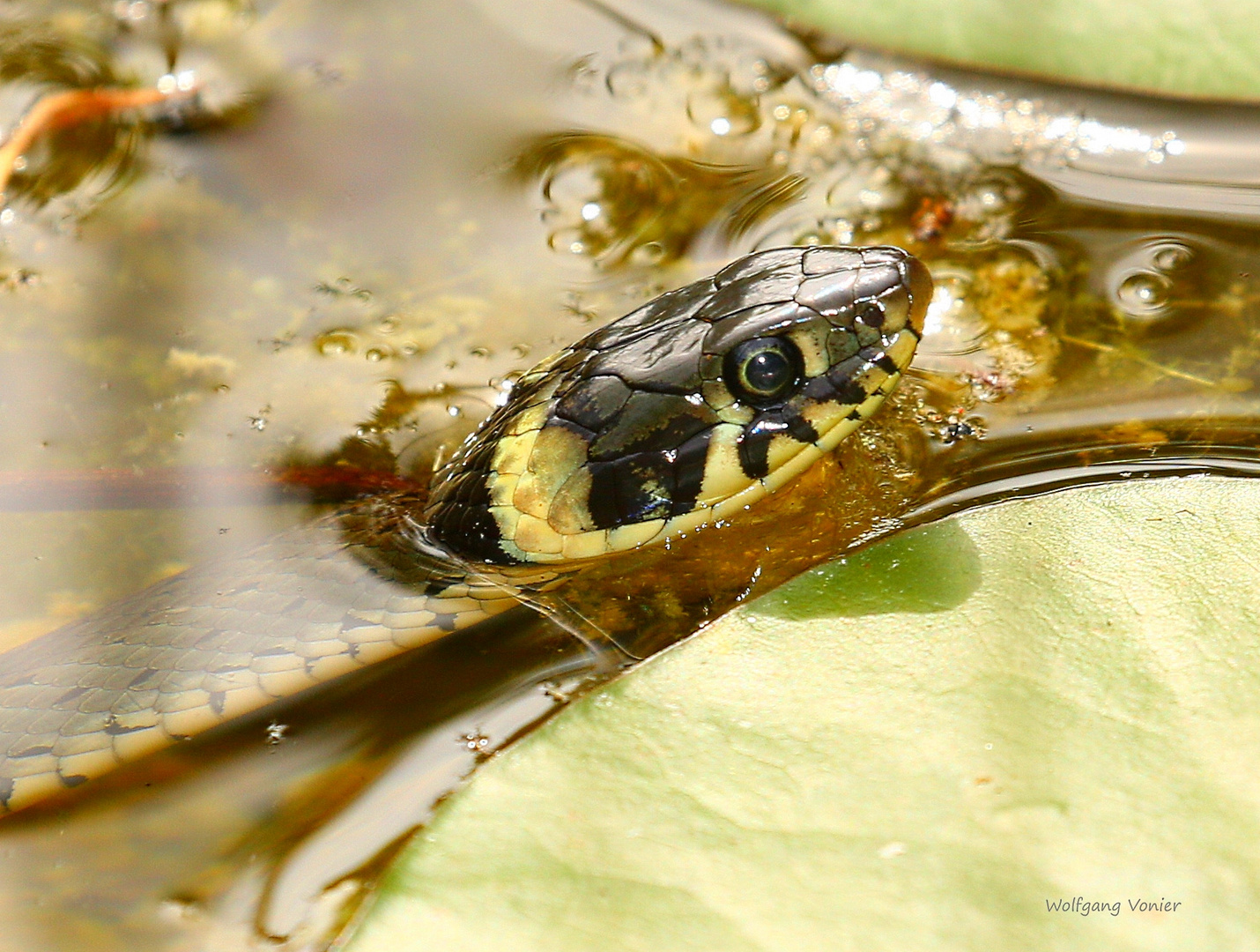 Ringelnatter Foto & Bild fotos, makro, teich Bilder auf