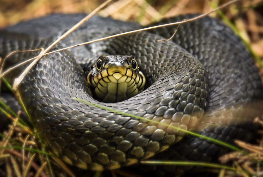 Ringelnatter Foto & Bild | tiere, wildlife, amphibien & reptilien