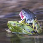 Ringelnatter fängt einen Teichfrosch