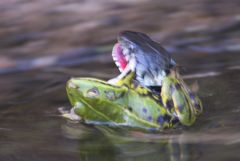 Ringelnatter fängt einen Teichfrosch