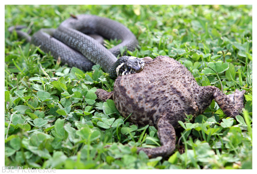 Ringelnatter frisst Kröte (2) Foto & Bild | tiere, wildlife, amphibien