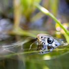 Ringelnatter im 1.000 Liter Biotop