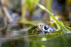 Ringelnatter im 1.000 Liter Biotop