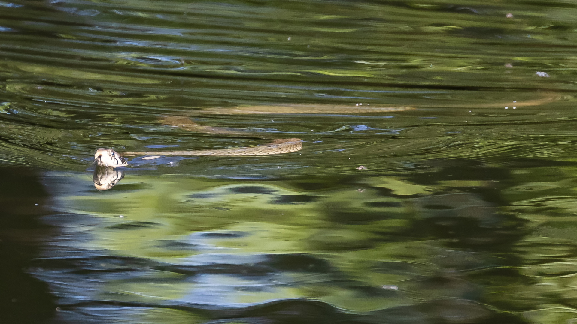 Ringelnatter im Aueweiher