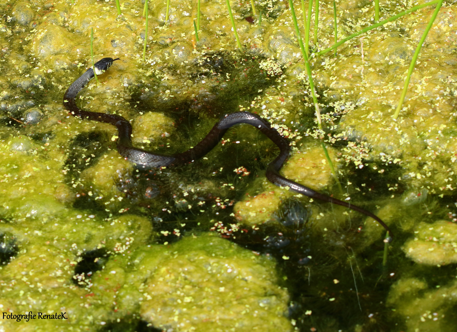 Ringelnatter im Biotop - natrix natrix