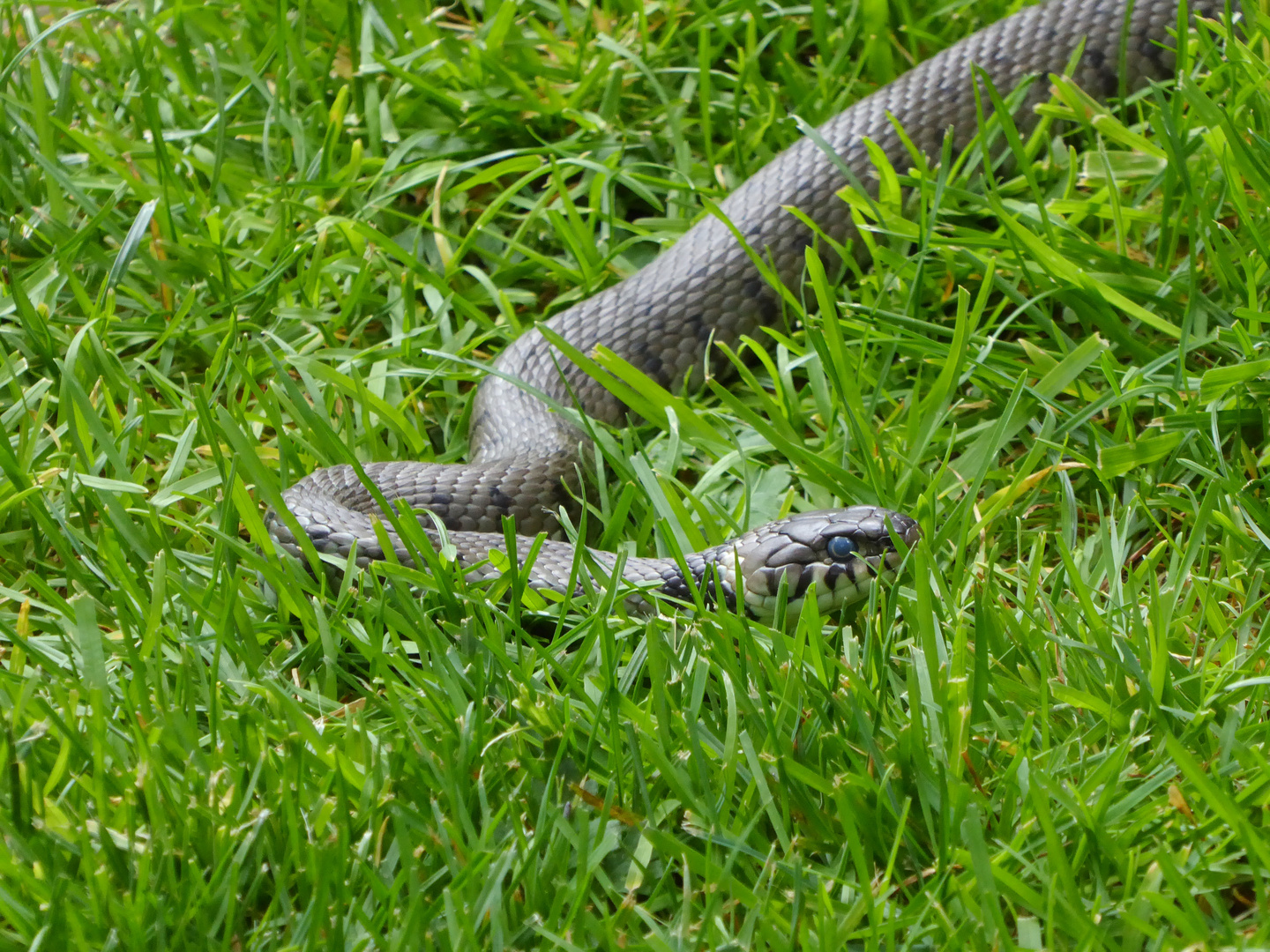 Ringelnatter im Garten