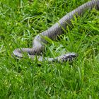 Ringelnatter im Garten