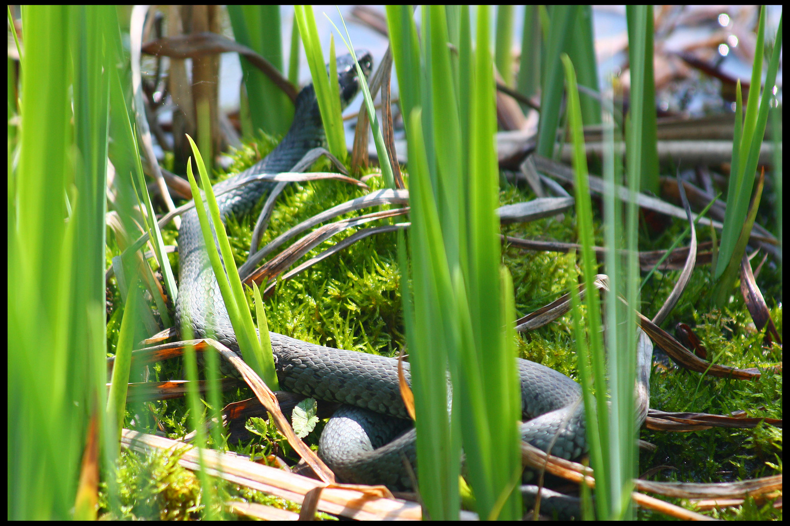 Ringelnatter im Garten die dritte