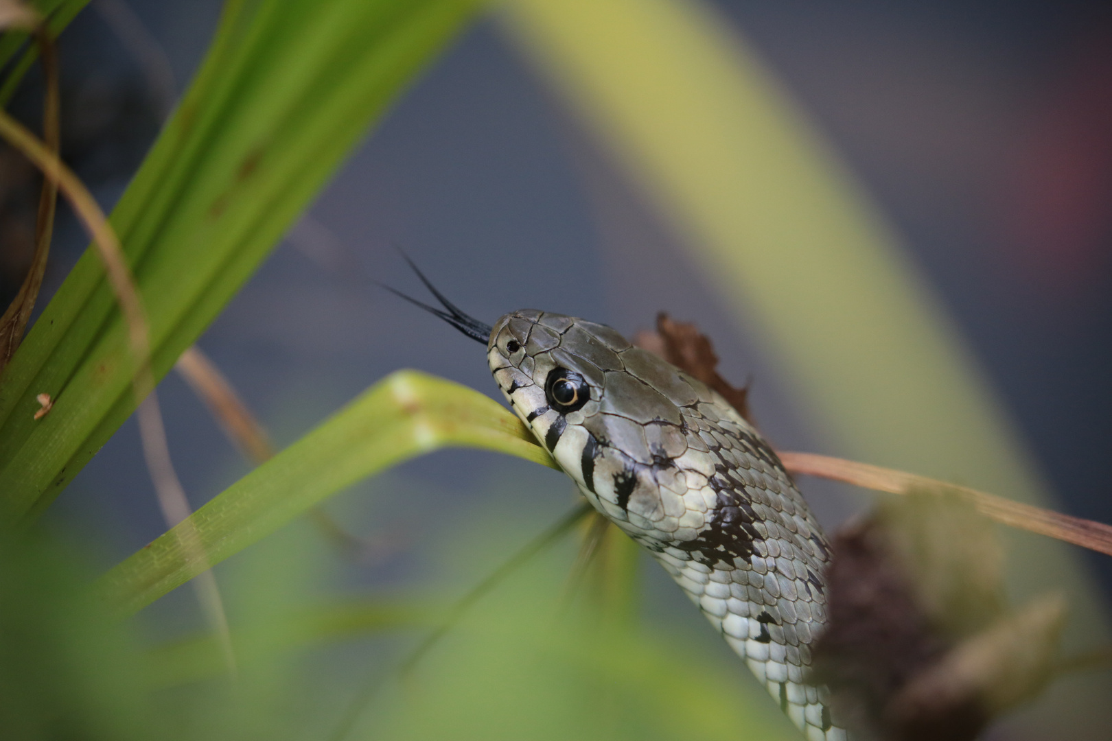 Ringelnatter im Gartenteich 1