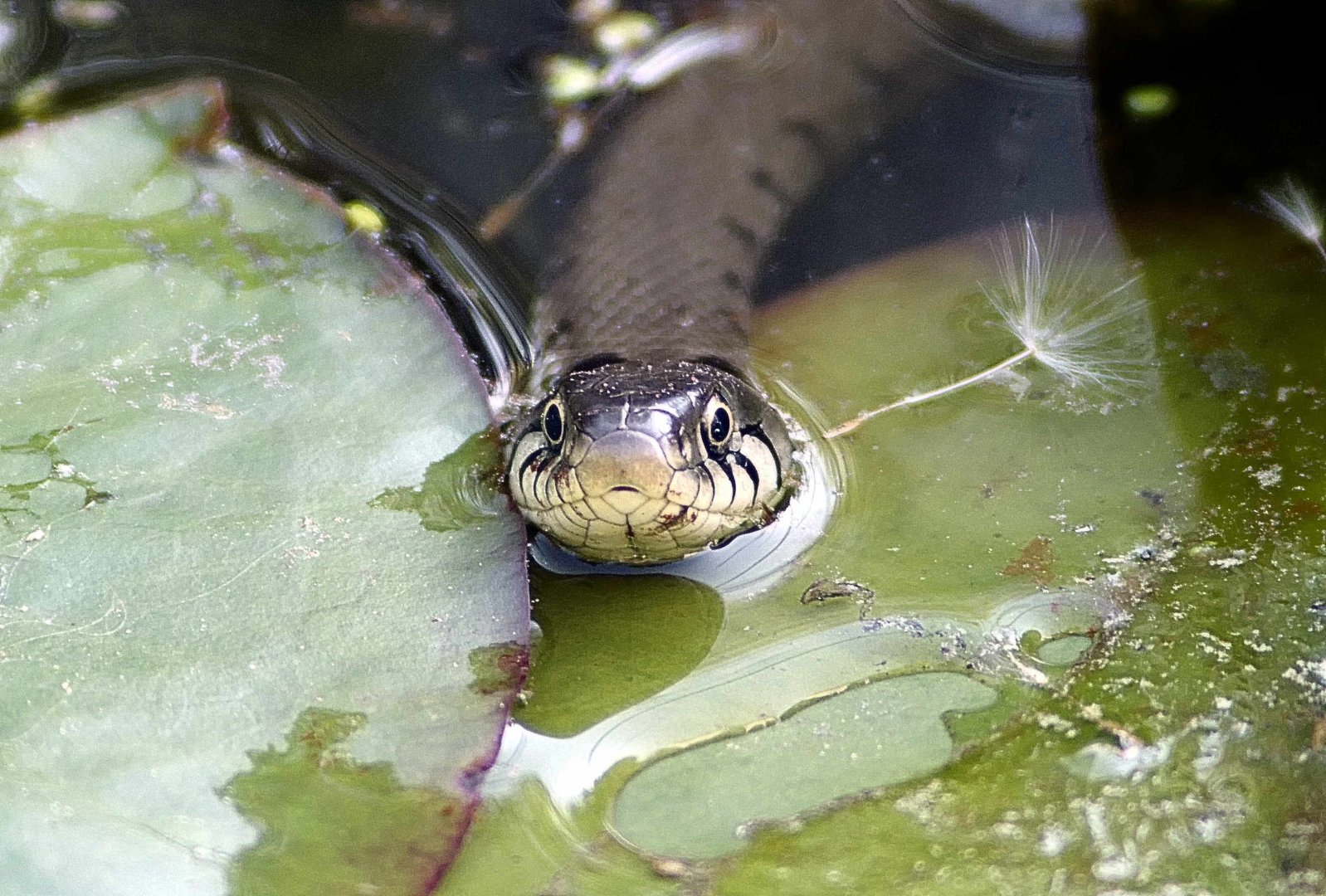 Ringelnatter im Gartenteich