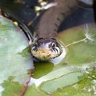 Ringelnatter im Gartenteich