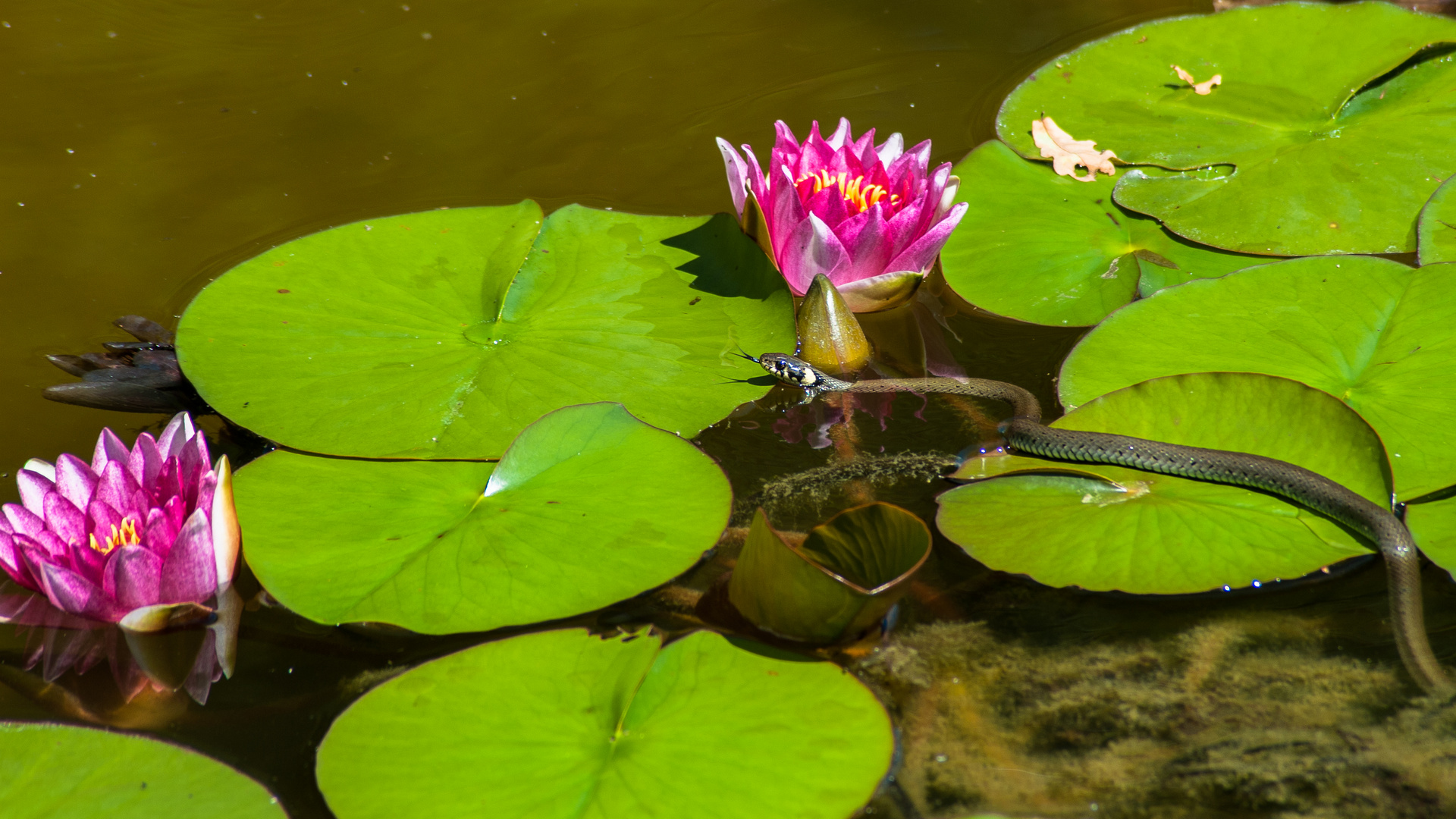 Ringelnatter im Gartenteich