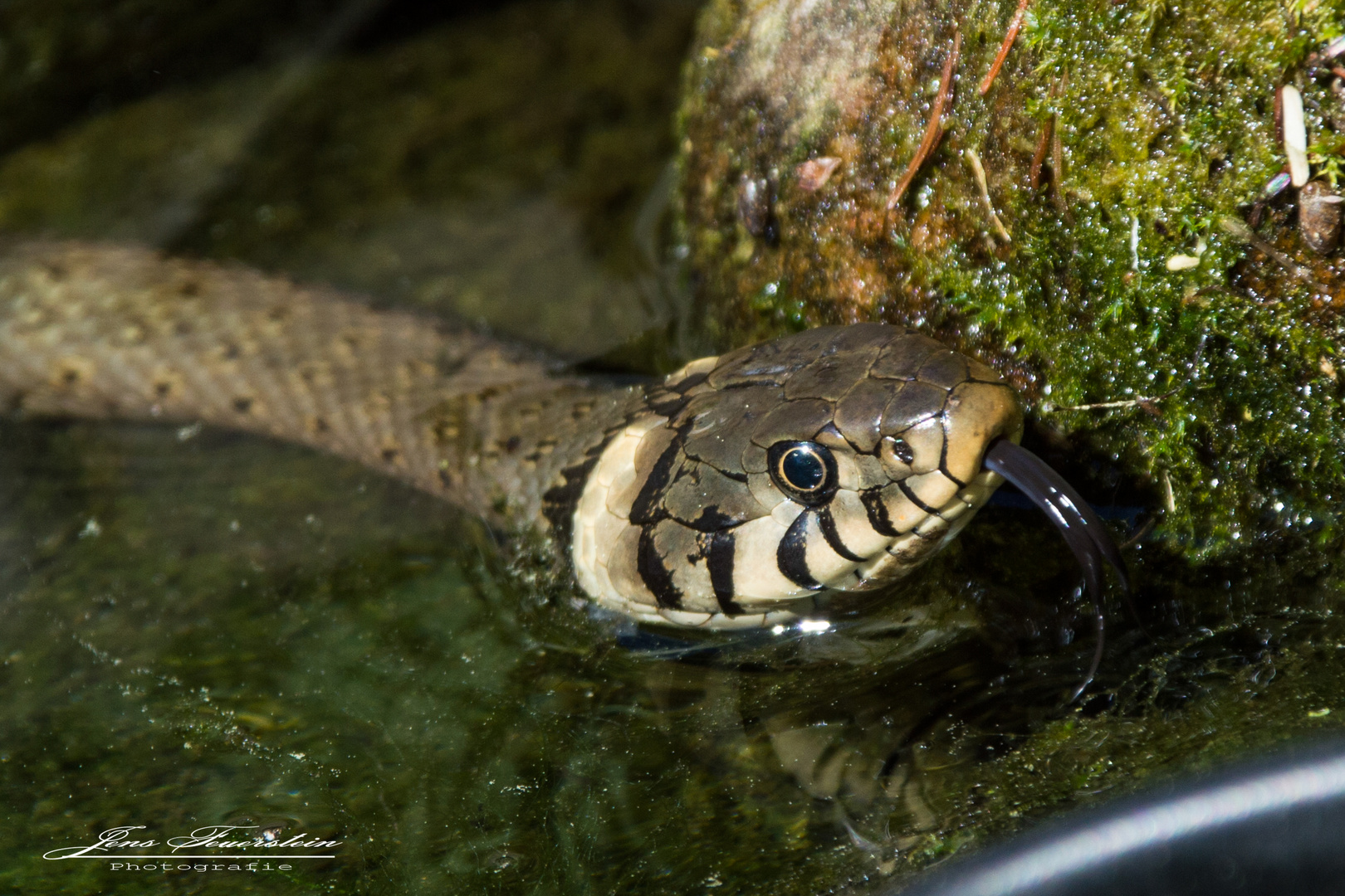 Ringelnatter im Gartenteich II Foto & Bild tiere, wildlife, amphibien