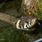 Ringelnatter im Gartenteich II