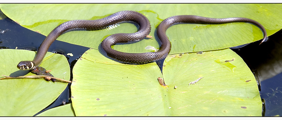 Ringelnatter im Gartenteich, oder