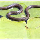 Ringelnatter im Gartenteich, oder