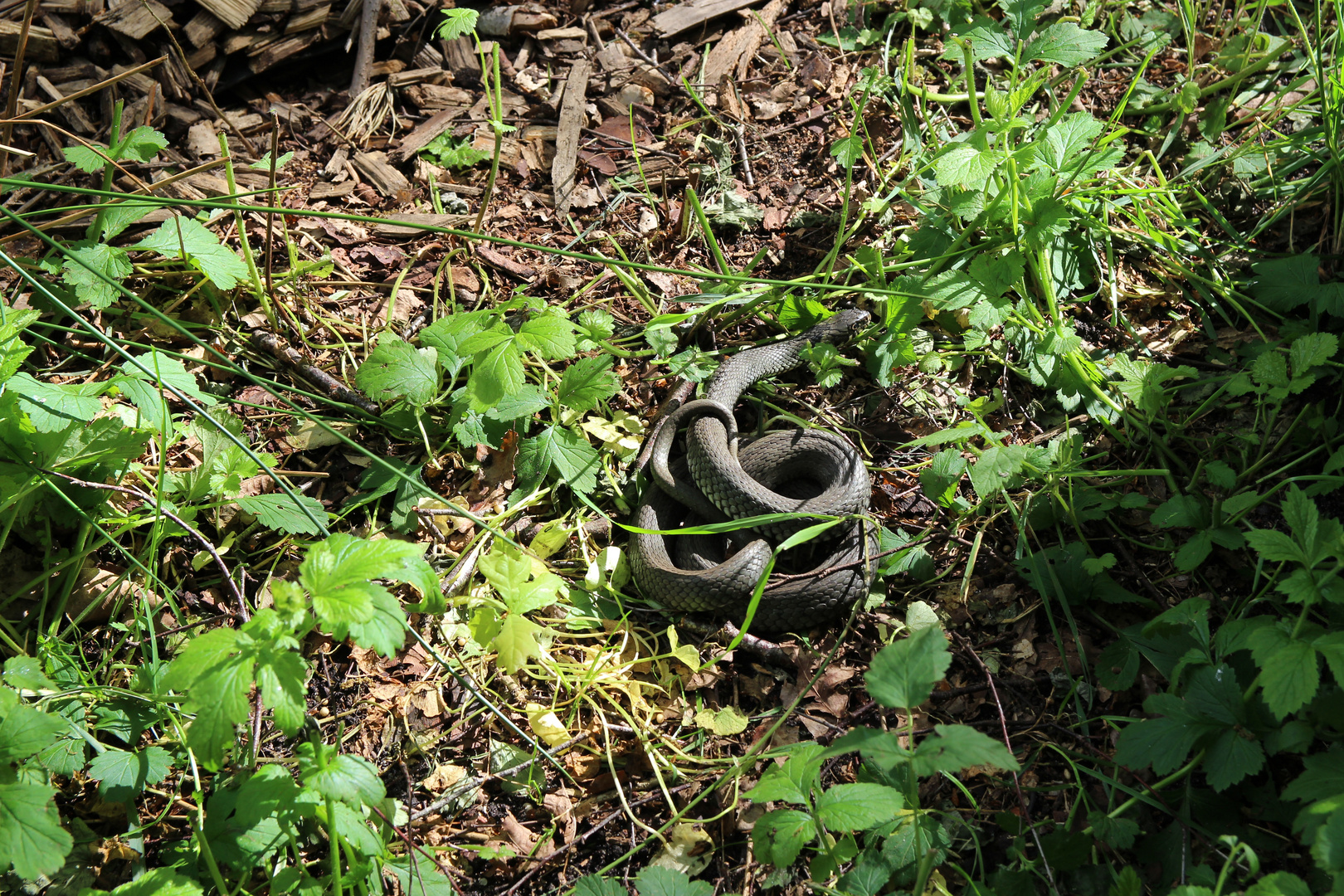 Ringelnatter im Gras