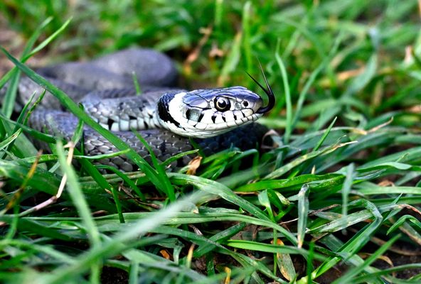 Ringelnatter im Herbst