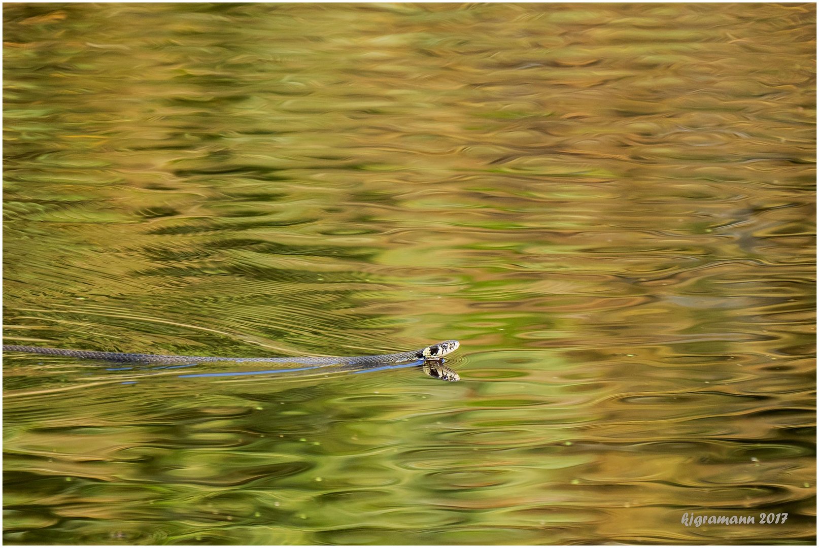 ringelnatter im herbstlichen see......