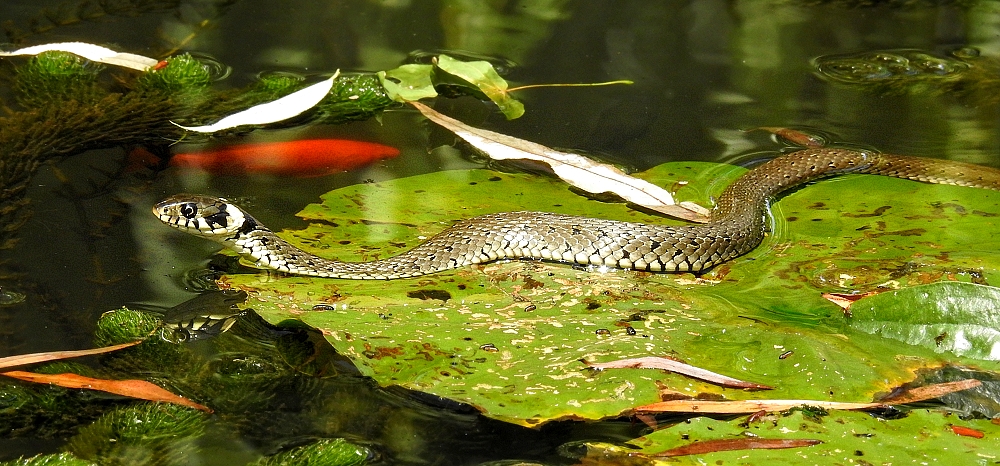 Ringelnatter im Parkteich