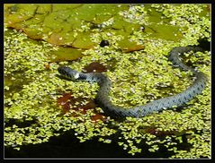 Ringelnatter im Seerosenteich