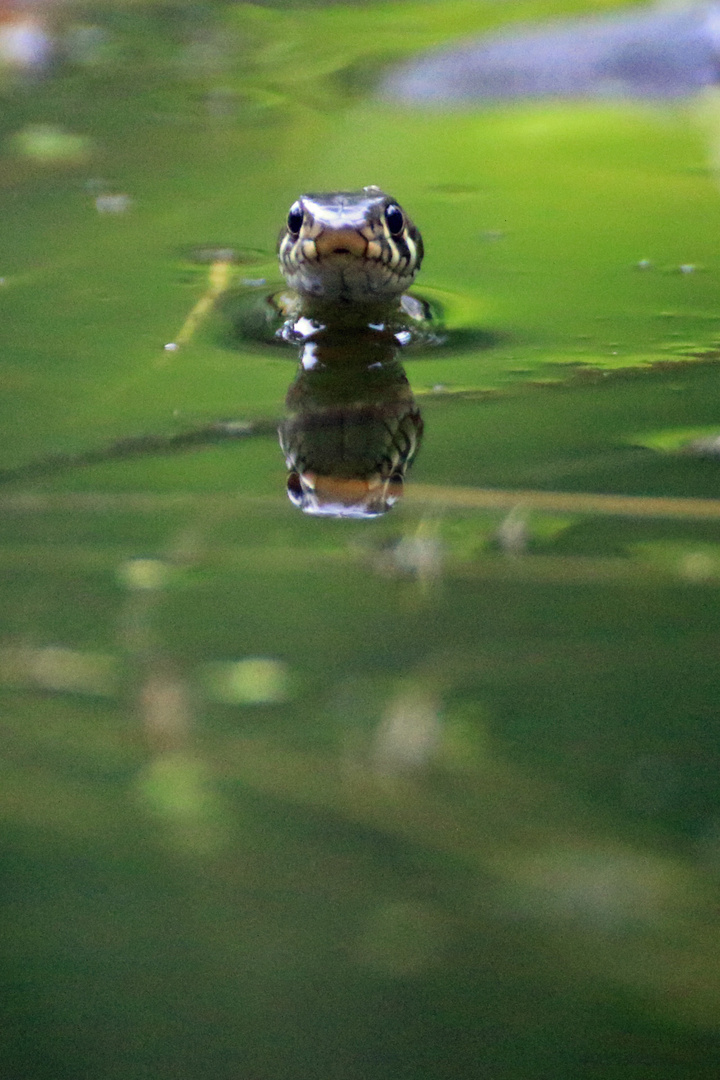 Ringelnatter im Spiegelbild