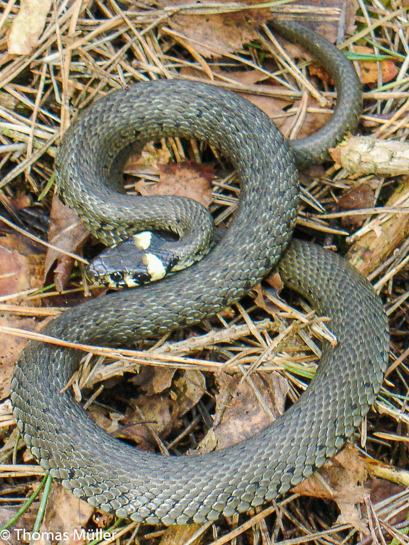 Ringelnatter im Wald