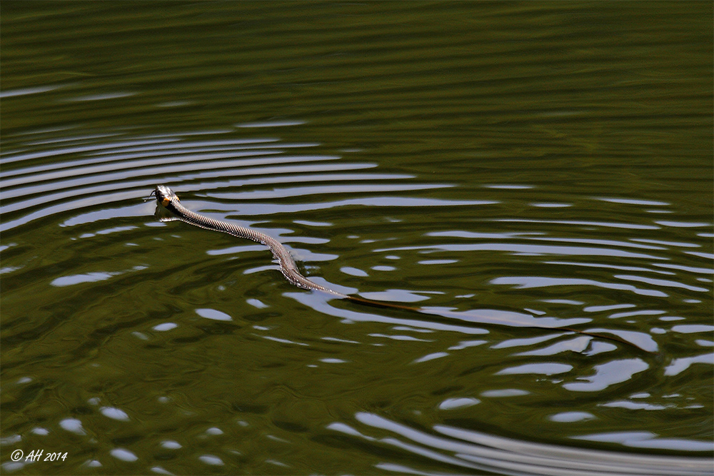 Ringelnatter im Wasser