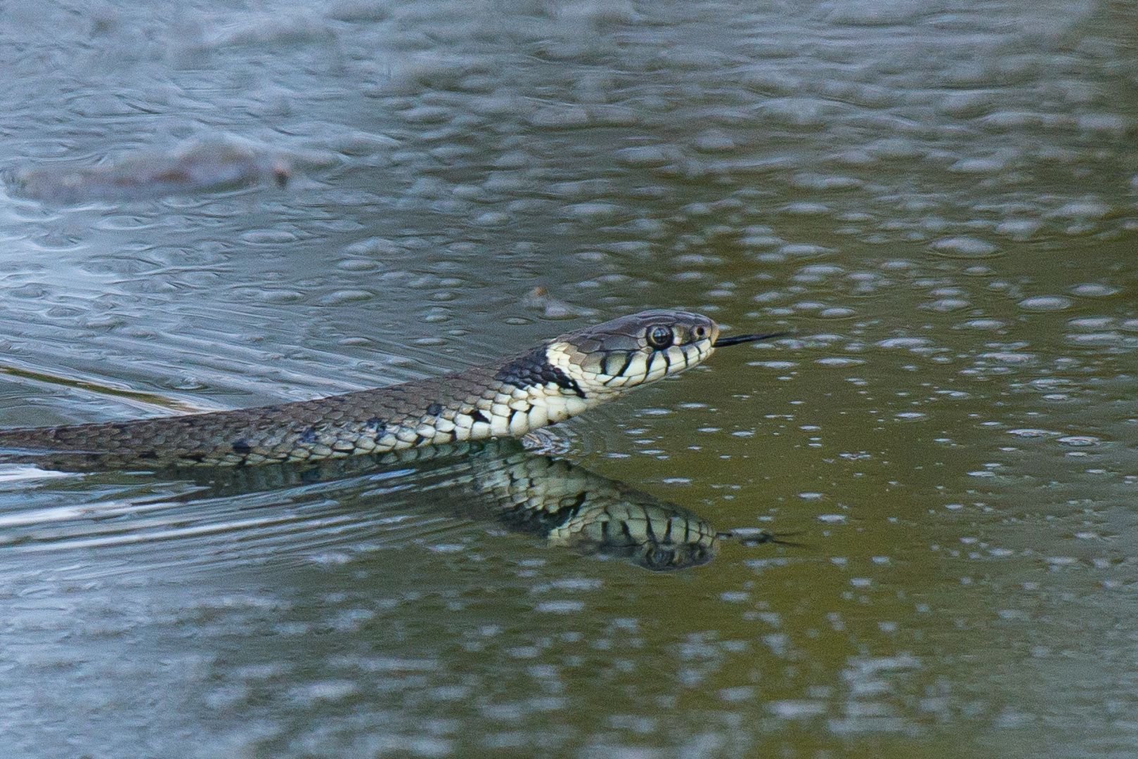 Ringelnatter im Wasser am Jagen