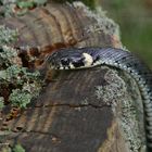 Ringelnatter im Wildpark Eekholt auf Baumstumpf