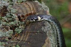 Ringelnatter im Wildpark Eekholt auf Baumstumpf