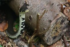 Ringelnatter im Wildpark Eekholt „kleine Kobra“