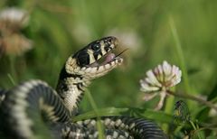 Ringelnatter in Angriffstellung