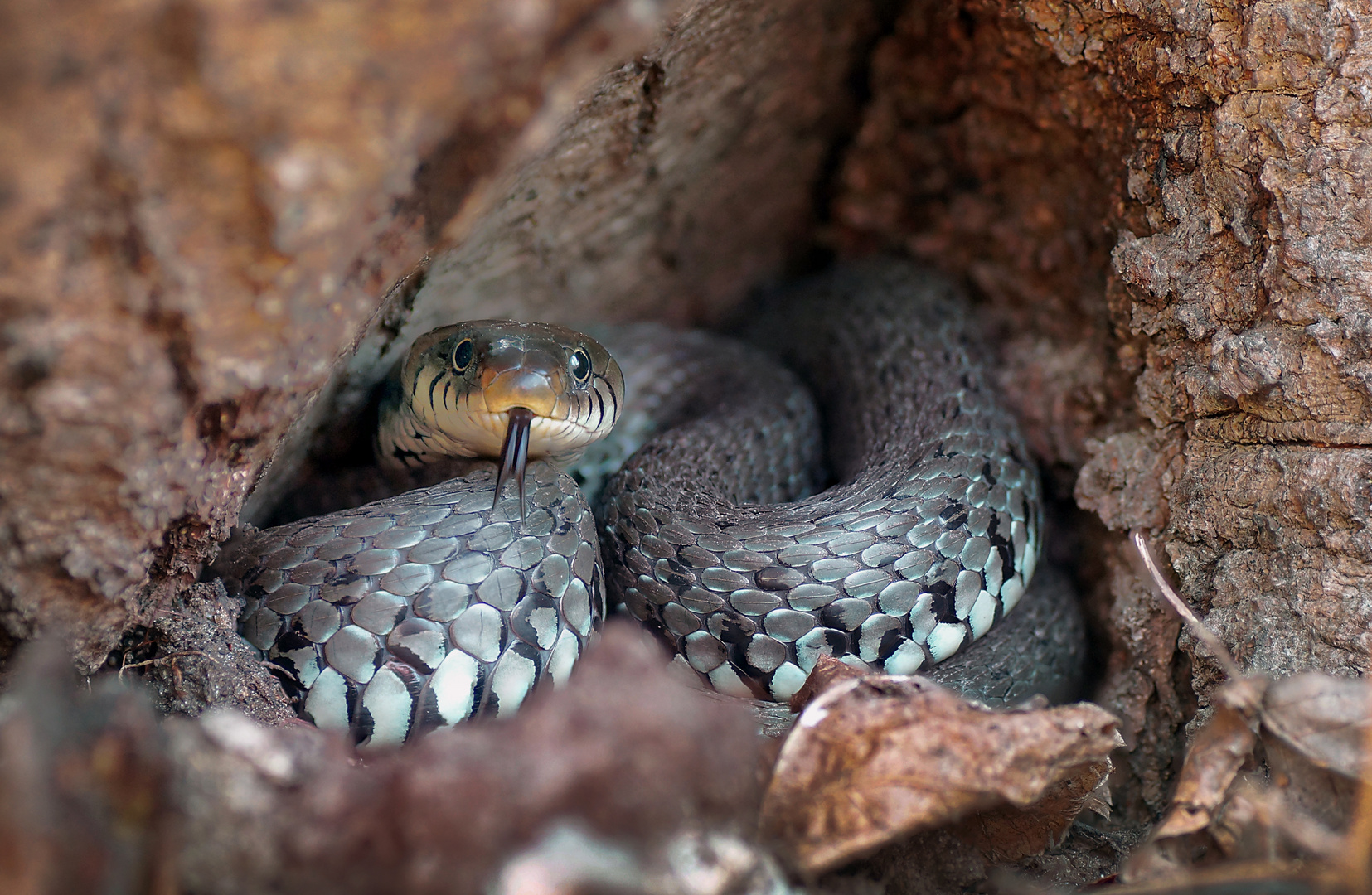 Ringelnatter in Baumhöhle Foto & Bild | tiere, wildlife ...
