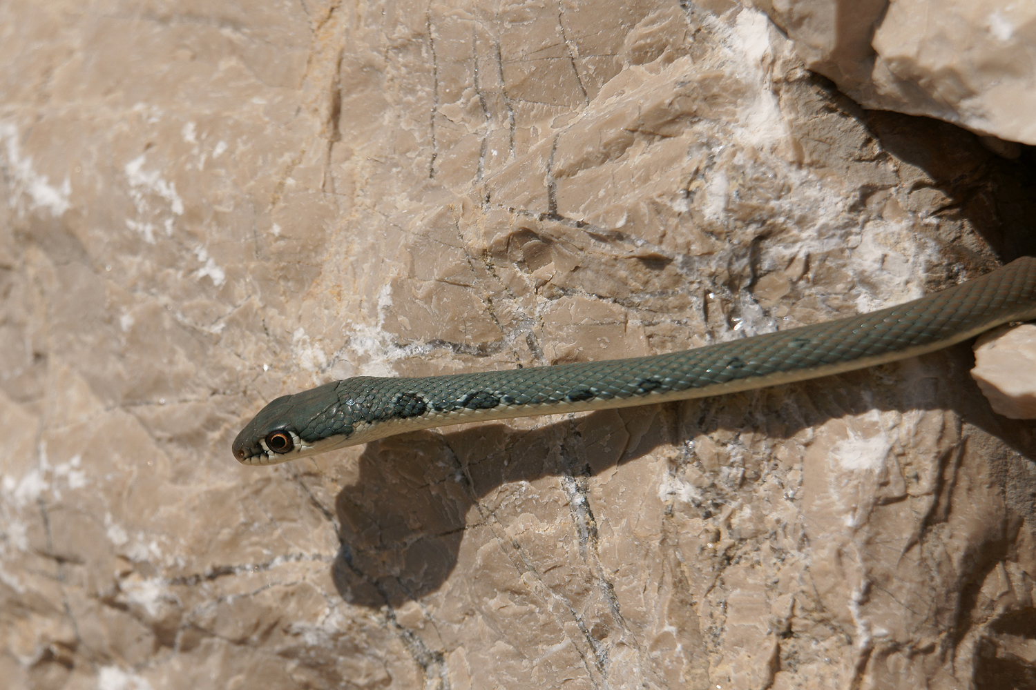 Ringelnatter in der Mauer