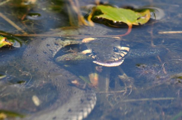 Ringelnatter mit erbeuteter älterer Kaulquappe