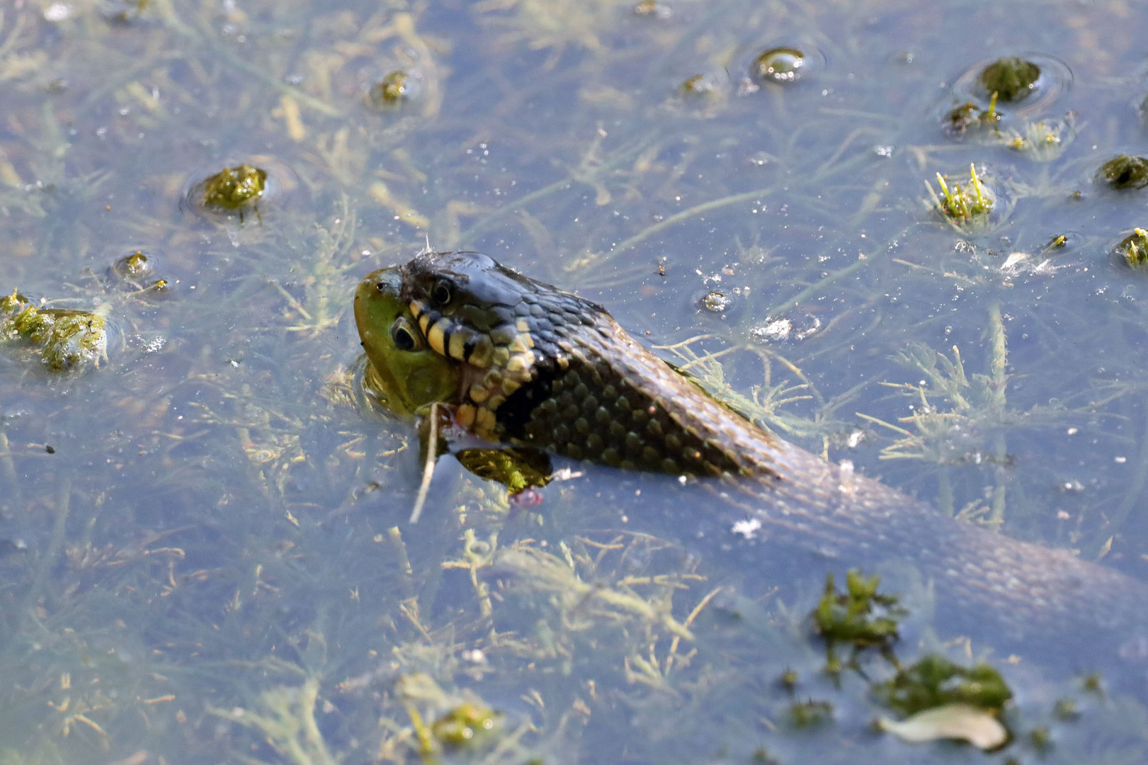 Ringelnatter mit Frosch