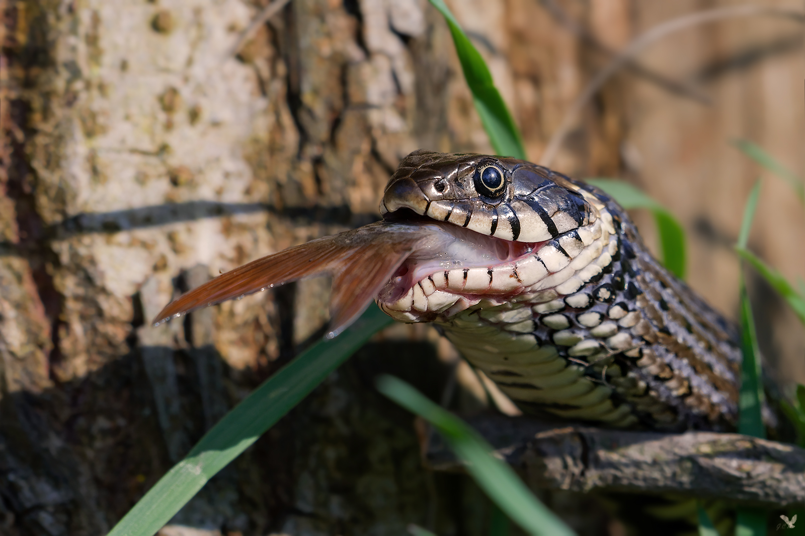 Ringelnatter (Natrix natrix) 3 ... Foto & Bild | natur ...