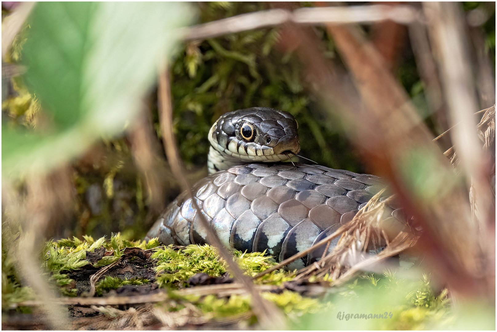 Ringelnatter (Natrix natrix) ...