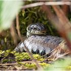 Ringelnatter (Natrix natrix) ...