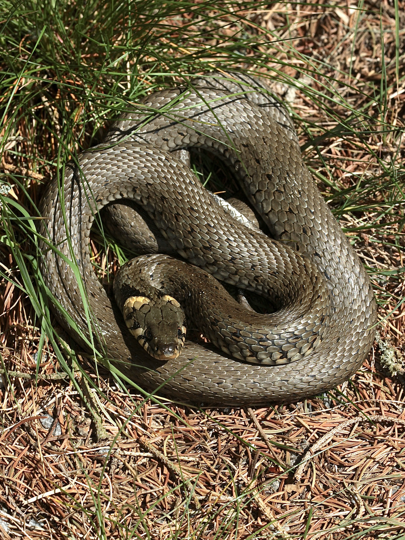 Ringelnatter (Natrix natrix)