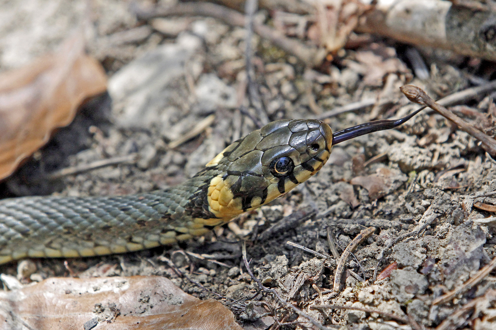 Ringelnatter (Natrix natrix)