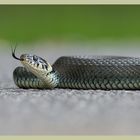 Ringelnatter (Natrix natrix)