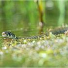 ringelnatter (natrix natrix).......