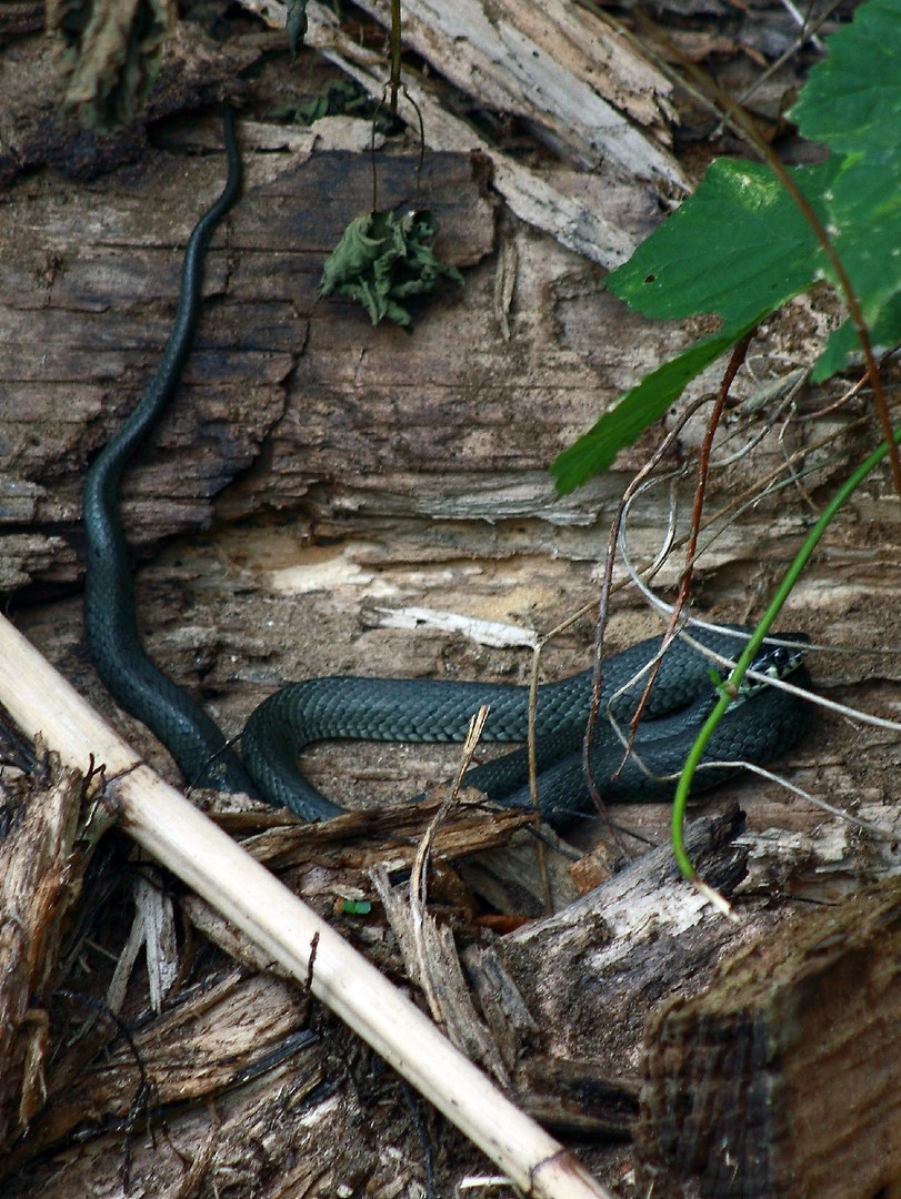 Ringelnatter (Natrix natrix)