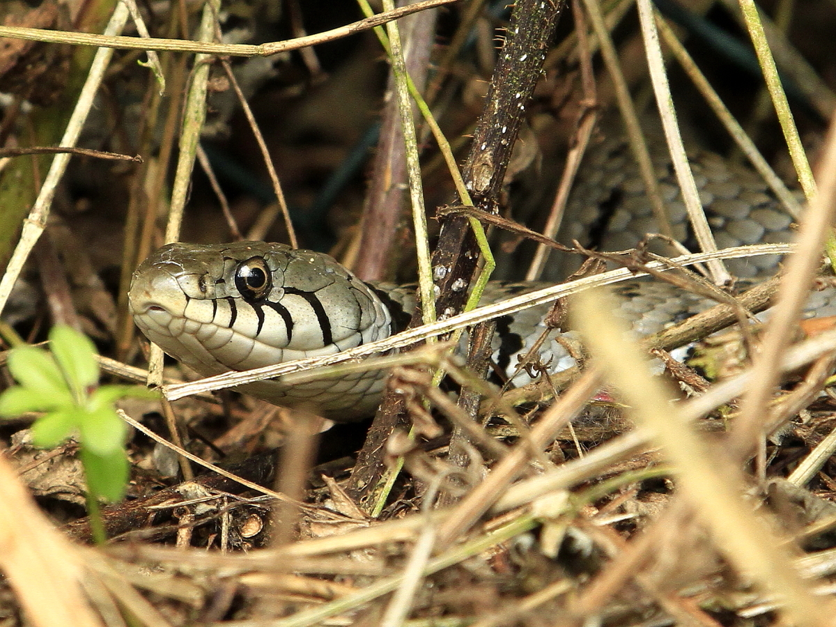 Ringelnatter (Natrix natrix)