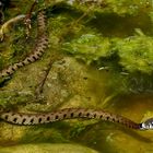 Ringelnatter (Natrix natrix), Badefreuden im Teich!